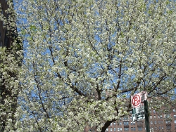 2011 Spring Scenery Walk - Riverside Park 02